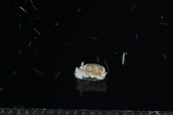 Media type: image;   Malacology 393732 Description: live specimen;
